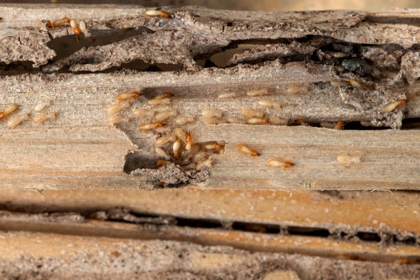 Best Affordable Pest Control Services  in Indianola, WA