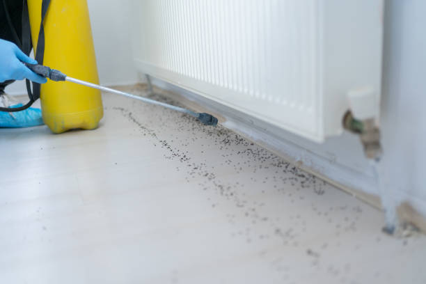 Best Ant Control Services  in Indianola, WA